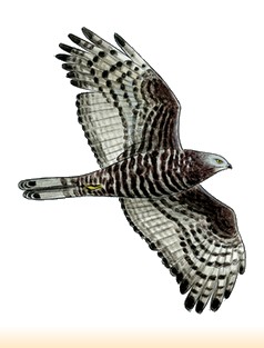 Site Ornithologique départemental des Cinq-Tailles, Bondrée apivore, oiseaux, Ornithologie