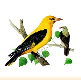 Site Ornithologique départemental des Cinq-Tailles, Loriot d'Europe, oiseaux, Ornithologie