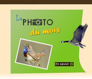 Site Ornithologique départemental des Cinq-Tailles, La photo du mois